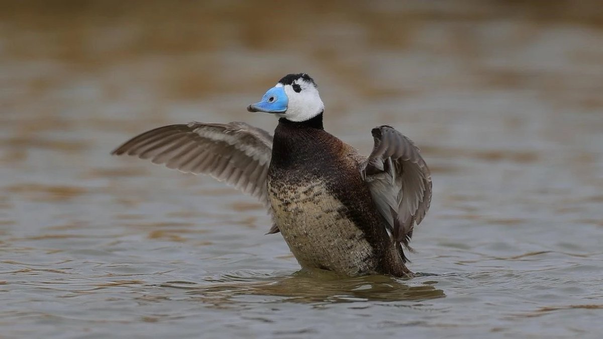 XianlinZeng6's tweet photo. Happy Friday.
#birding #BirdTwitter #NatureBeauty #naturephoto #NaturePhotograhpy #naturelovers #nature #FridayVibes #fridaymoods #FridayMotivations #Friday #FridayFeelings #Fridayt https://t.co/5iBNBxuzyp