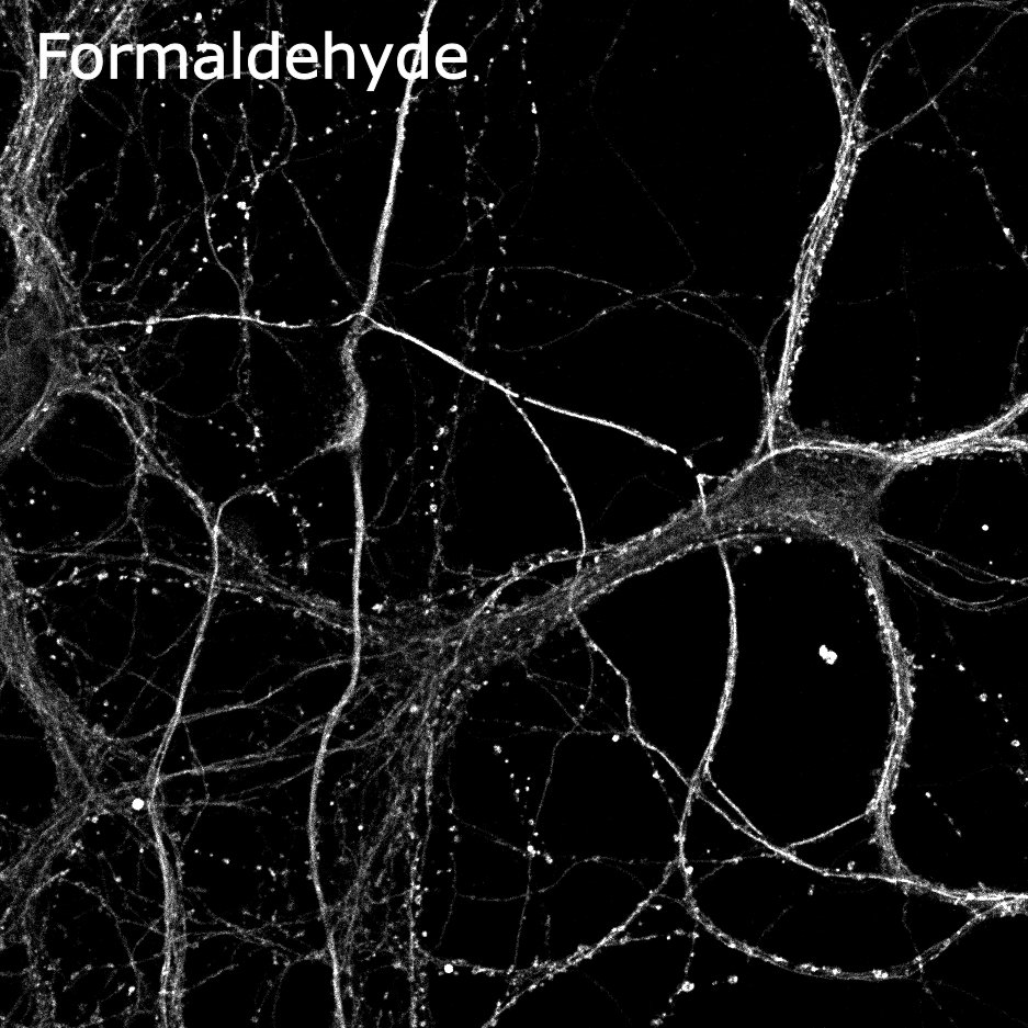 Last week, I was wondering why in all the expansion microscopy protocols I found, formaldehyde is used instead of paraformaldehyde for anchoring. PFA should be much more common and, in principle, it's the same. So, I tested it and, as expected, they look the same.
#ExM