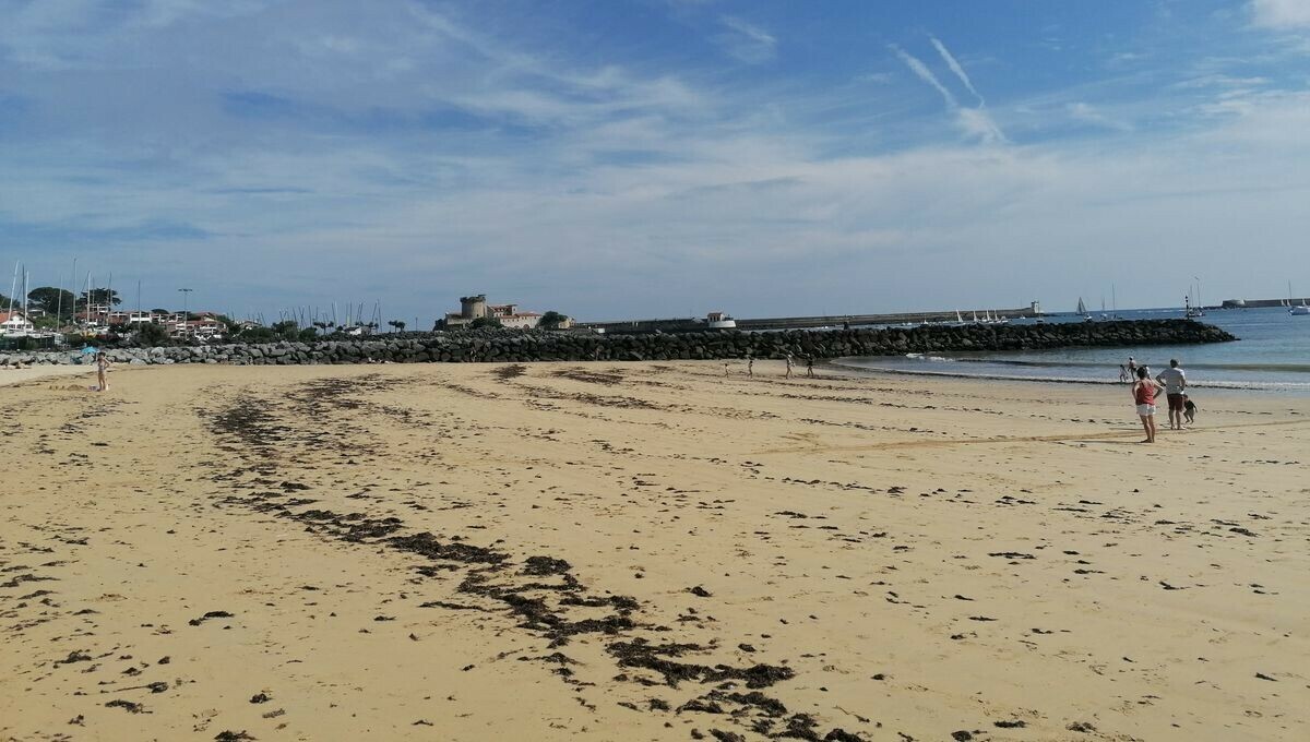Sur les plages de Ciboure, les algues sont ramassées de manière raisonnée pour préserver la biodiversité 👉
➡️ l.francebleu.fr/Zzib