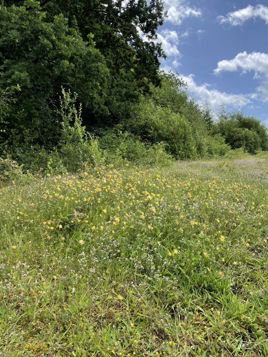 Helårsgræssende heste er i fuld gang med at skabe et mosaiklandskab med stor variation, struktur og levesteder i Hem Skov. Blomsterne spreder sig langsomt, tornskaderne flyver fra busk til busk og selvom det var køligt og vådt, var der også insekter i luften 💚🐴🌸🌼🦋#dknatur