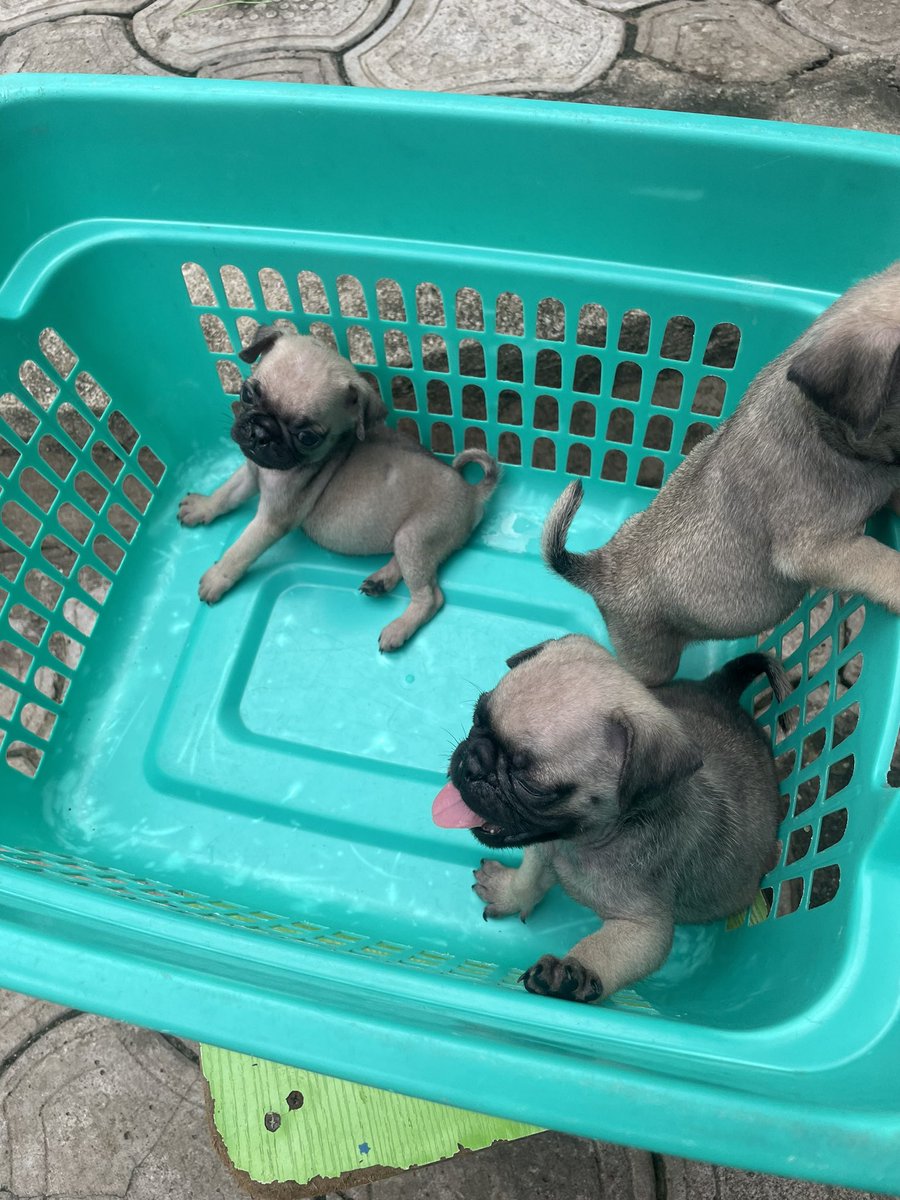 BABATADE's tweet image. 3 Female Pug pup
⛑️- Dewormed and vaccinated
📍- Lagos (Nationwide waybill)
Send a DM/WhatsApp 08062827861
Pls retweet 🙏