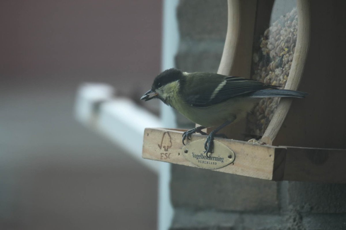 Thoboying tweet media