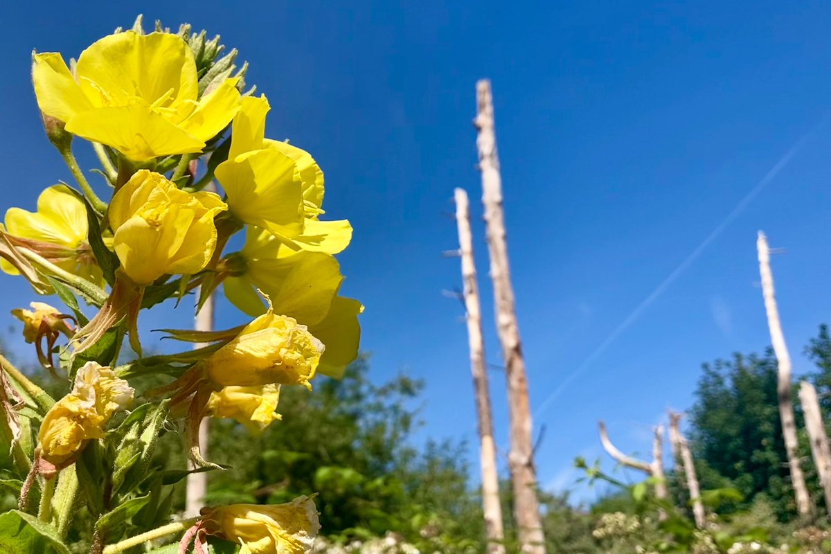 Cllr Peter Harvey tweet media