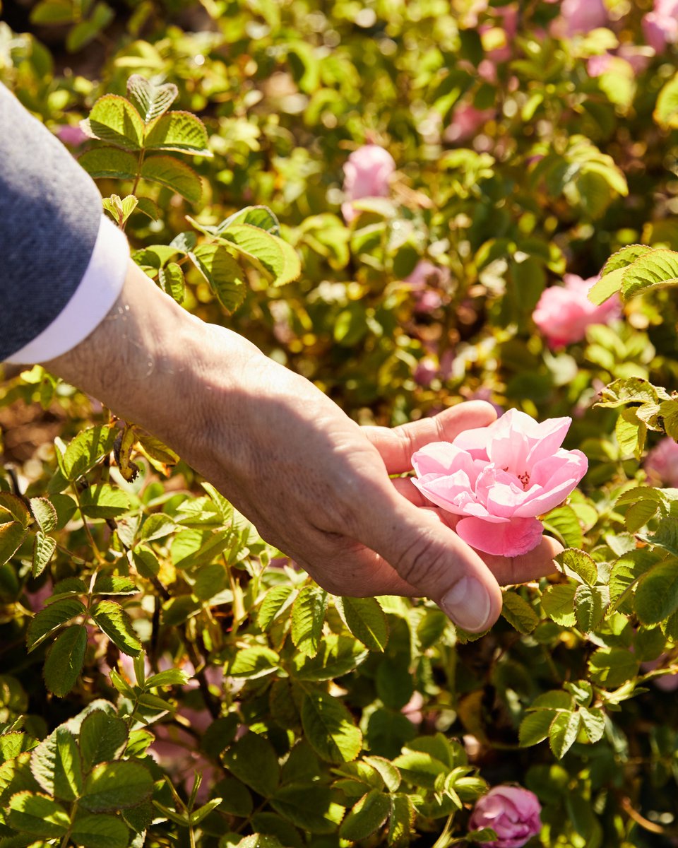 Guerlain's tweet image. Each year, Guerlain Master Perfumer Thierry Wasser personally oversees the rose harvest, ensuring that only the finest flowers are selected for the L’Art &amp;amp; La Matière Collection. Expert harvesters pick each bloom by hand at sunrise, to keep the prized essence tightly wrapped…