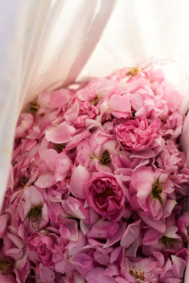 Guerlain's tweet image. Each year, Guerlain Master Perfumer Thierry Wasser personally oversees the rose harvest, ensuring that only the finest flowers are selected for the L’Art &amp;amp; La Matière Collection. Expert harvesters pick each bloom by hand at sunrise, to keep the prized essence tightly wrapped…