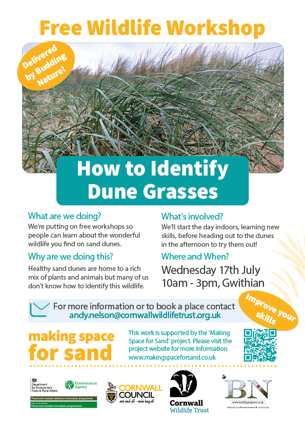 Fancy learning "How to Identify Dune Grasses" with #MakingSpaceForSand? A great opportunity to learn more about #SandDunes &amp; their wild inhabitants

🗓️ Wednesday 17 July
🕙 10:00-15:00
📌 Gwithian, #Cornwall

More details below 👇 #Splann👍 @CwallWildlife <a href="/Cornwall_NL/">Cornwall National Landscape</a>