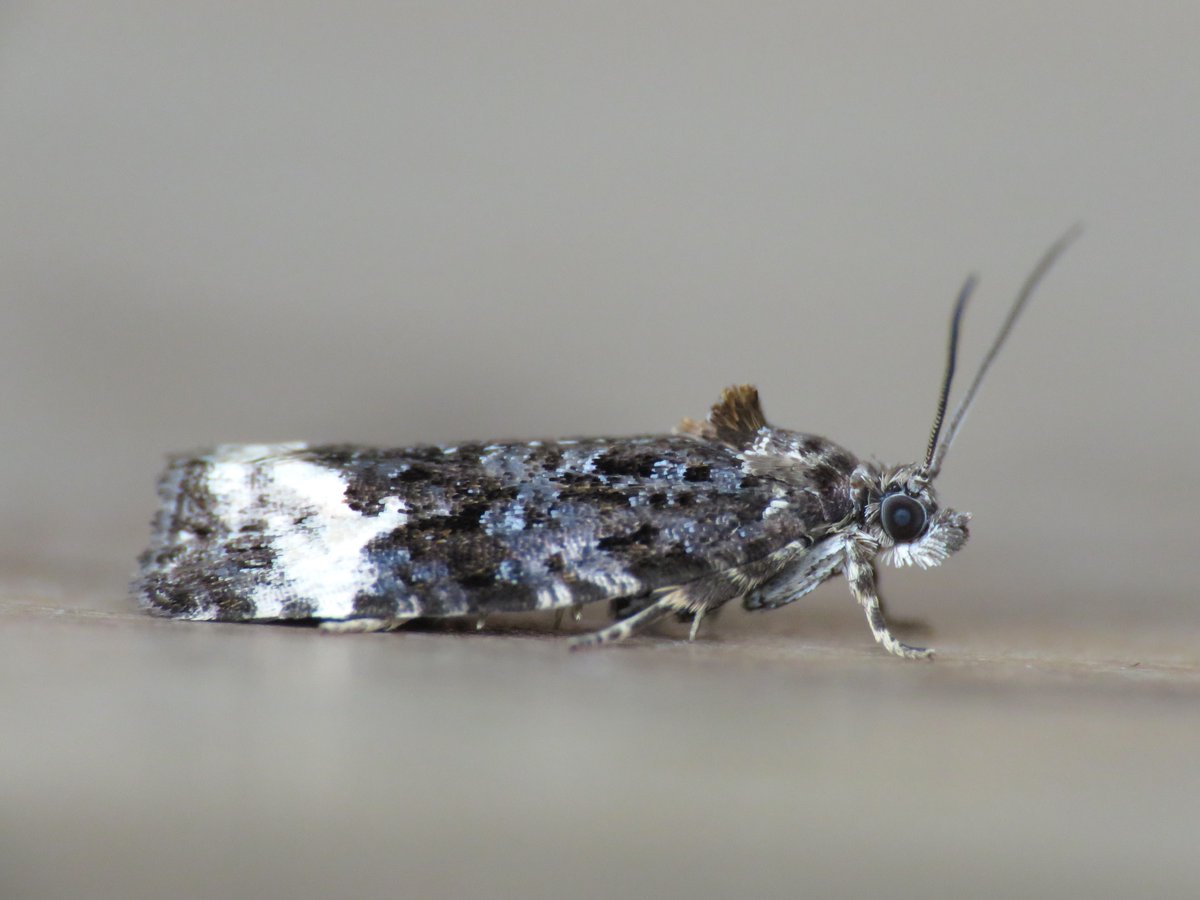 Apotomis sauciana (Least Marble) - Netted on the Chevin among the bilberries this afternoon. It's the second record for this location, the first being Porritt's in 1883 #VC64 <a href="/BradfordNature/">Bradford Nature</a> <a href="/WildaboutOtley/">Wildlife Friendly Otley WildaboutOtley.bsky.social</a>