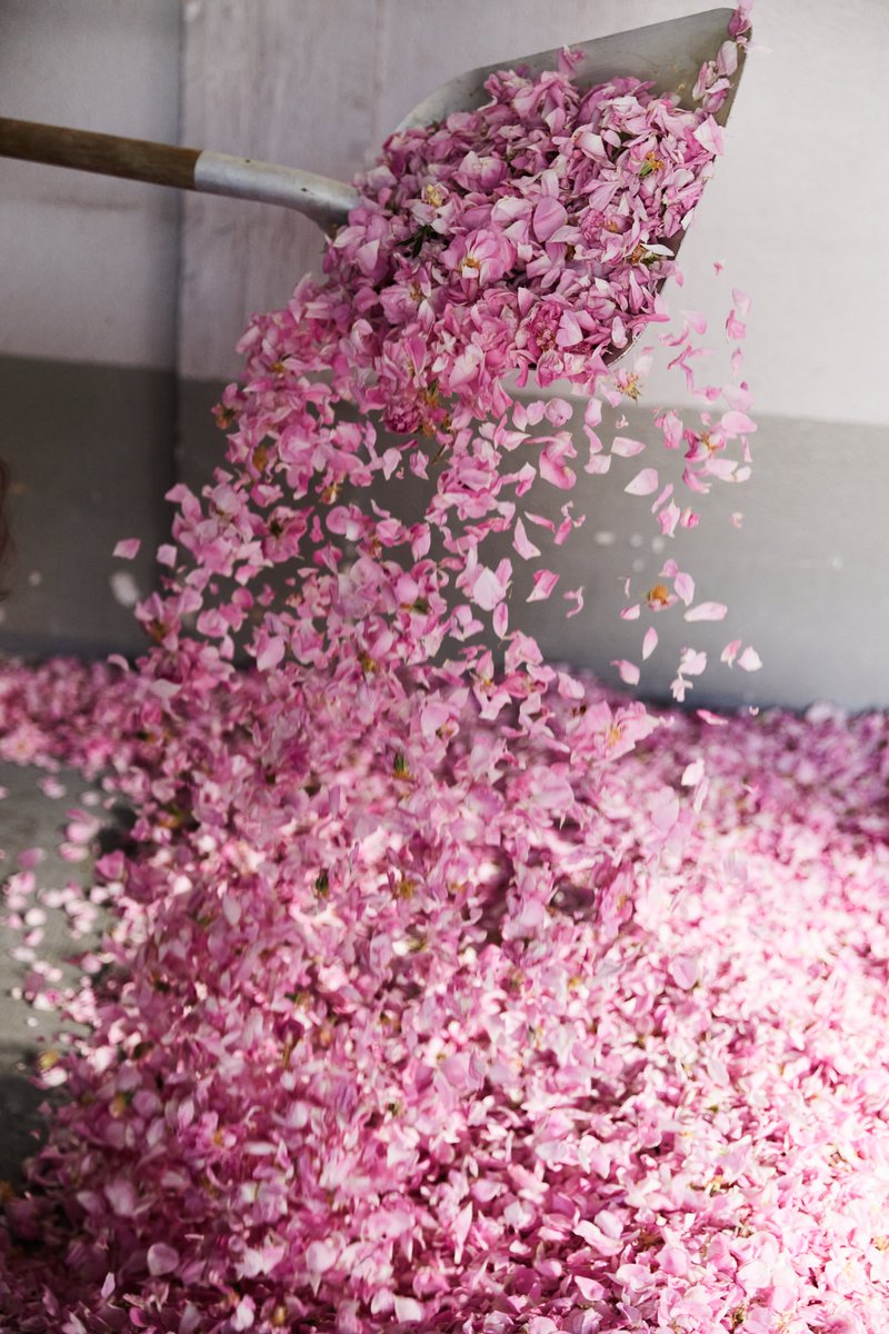 Guerlain's tweet image. “A rose fragrance is an enchantment. It is the culmination of the entire experience that the flower has lived through, from dawn to dusk, from petal to absolute.” - Guerlain Master Perfumer Thierry Wasser

#Guerlain #PerfumerSince1828