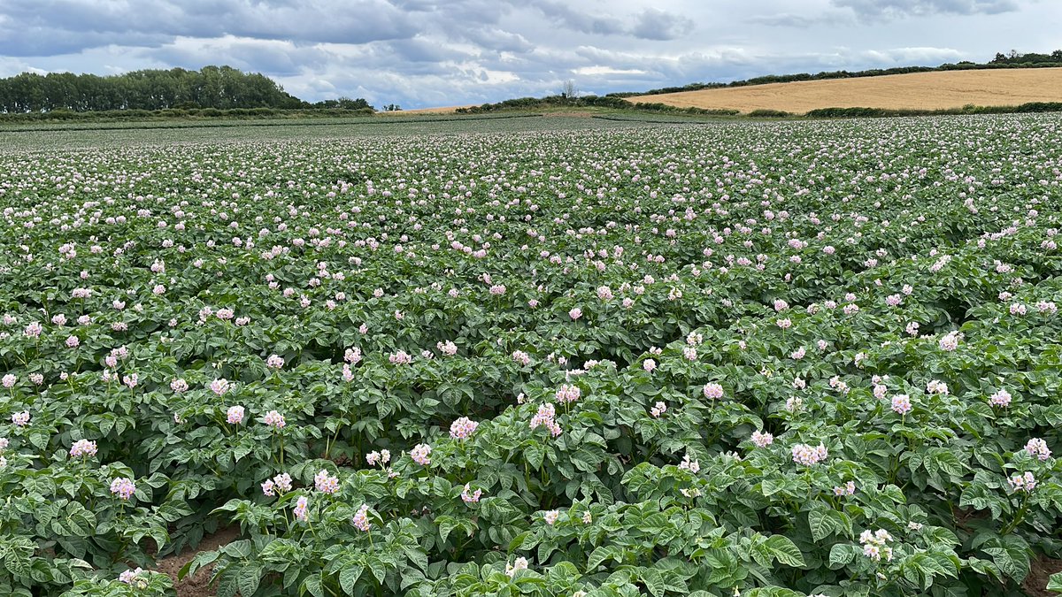 Produce Solutions (@producesolution) on Twitter photo Lovely crop of King Russet being grown for <a href="/McCainUKIE/">McCain UK IE</a> . Really strong scent from the flowers which is unusual for potatoes. Lovely crop of King Russet being grown for <a href="/McCainUKIE/">McCain UK IE</a> . Really strong scent from the flowers which is unusual for potatoes.