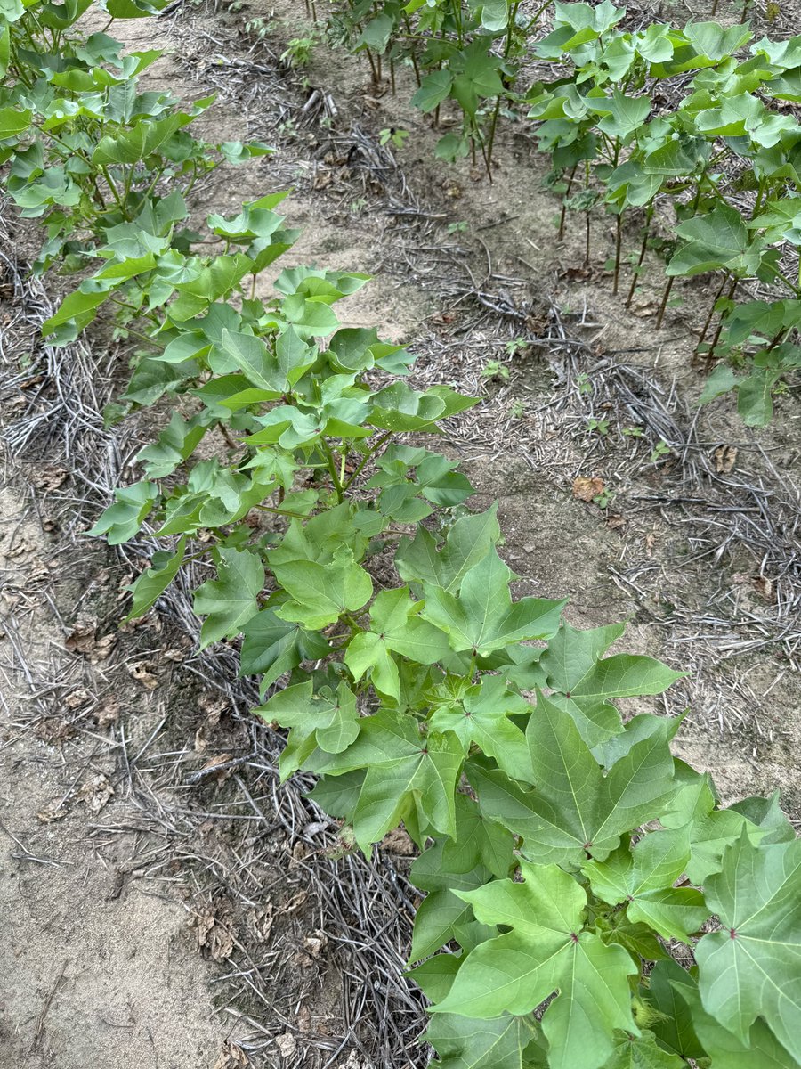 The difference is subtle, but plots on the right have not had a sulfur application in &gt;100 years. Slightly more yellowing in the top growth for these plants.