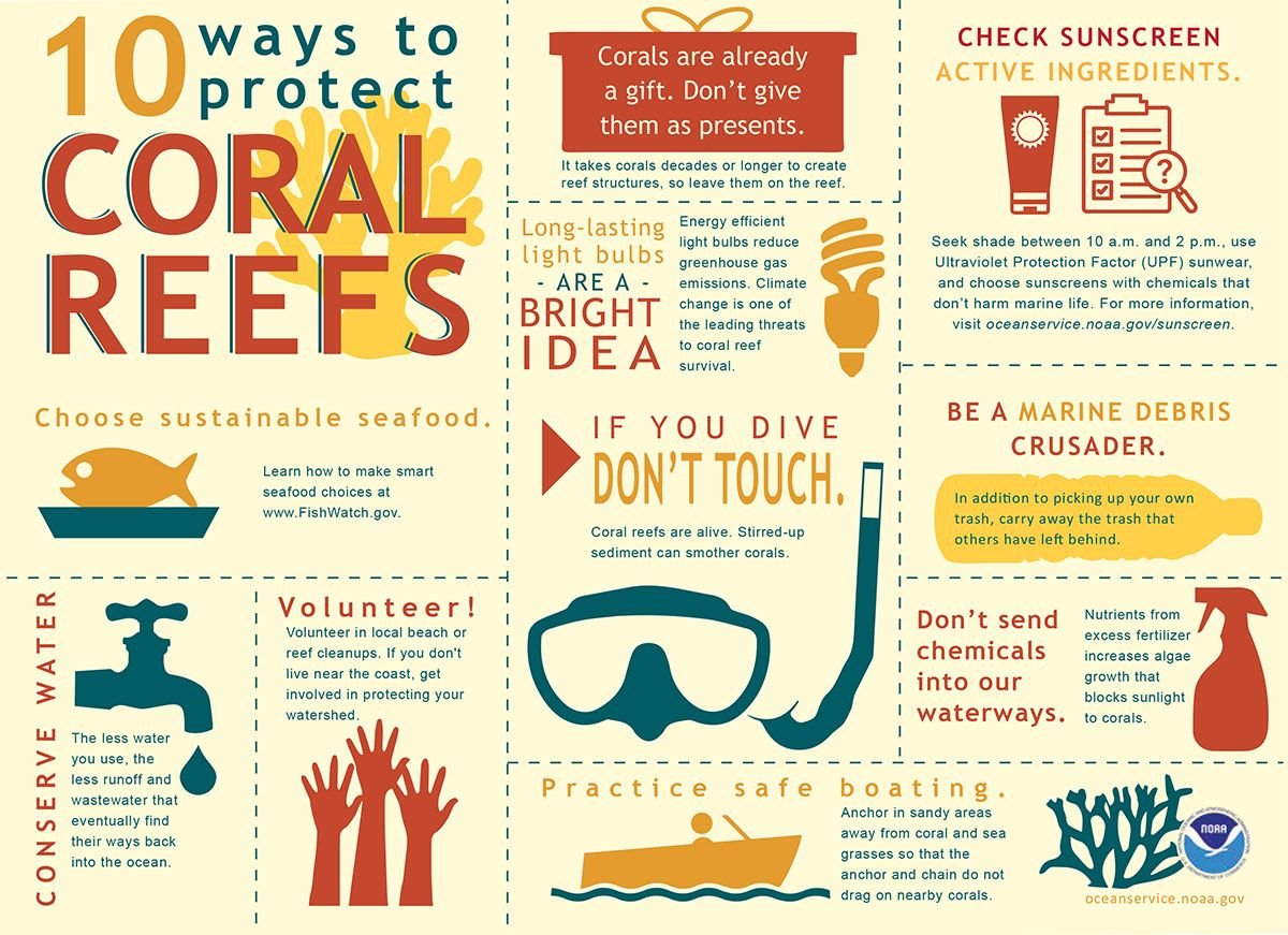 What can I do to protect coral reefs?🌊

Even if you live far from coral reefs, you can have an impact on reef health and conservation.

Check the 1️⃣0️⃣ ways to protect coral reefs🤿🪸

via <a href="/NOAA/">NOAA</a>