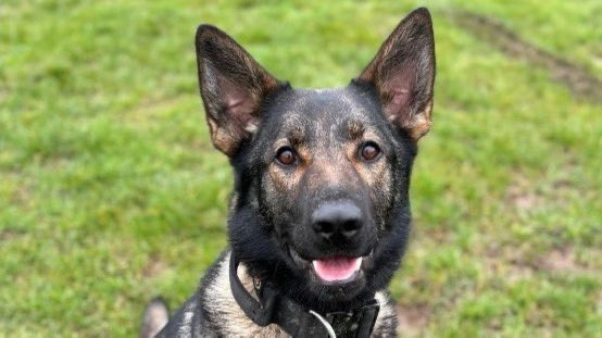 Yesterday we were honoured to have been contacted by PD Zyla's handler who requested that she'd like any donations in memory of PD Zyla from Leicestershire Police who sadly died in the line of duty this week, to be gifted to our foundation. Her request was so that Zyla's memory