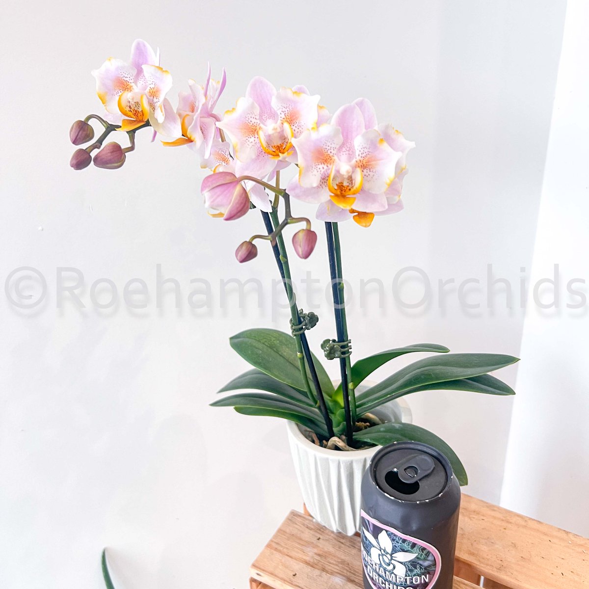 Roeorchids's tweet photo. Phal. (stuartiana x Rainbow Falconer)
NEW IN SPIKE
only 3 trays (limited)
-
This phal is a beauty not to be missed! What's wild is that both the peloric and the regular can exhibit in the same plant!  There are a couple tri-lips too!
-
#Roehamptonorchids #Canadianorchidgrowers https://t.co/rXRvw3kLcV