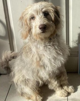 millypod1's tweet photo. DUSTIN HOME SAFE. THANKS FOR RT's 😊🐕🐾
🆘2 JUL 2024 #Lost DUSTIN #ScanMe
YOUNG Light Brown/Cream Labradoodle Male Dunmere Road #Bodmin #Cornwall #PL31
Seen nr #Washaway heading for #Wadebridge
Please report any sightings .WEARING RED COLLAR
https://t.co/8QDbRCeQdI https://t.co/xQWXJjCyE2