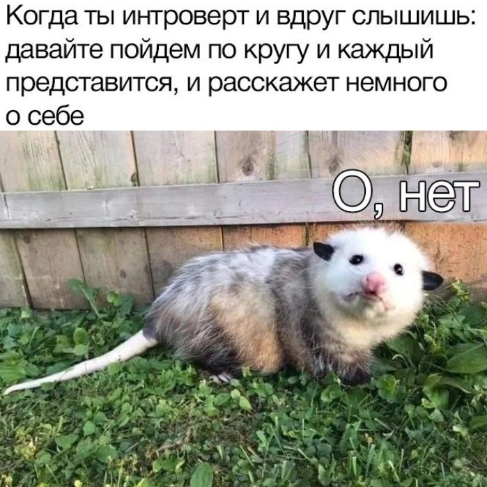 🐸жабья принцесса👑 (@kxiq7u7oc8nsgnc) on Twitter photo 