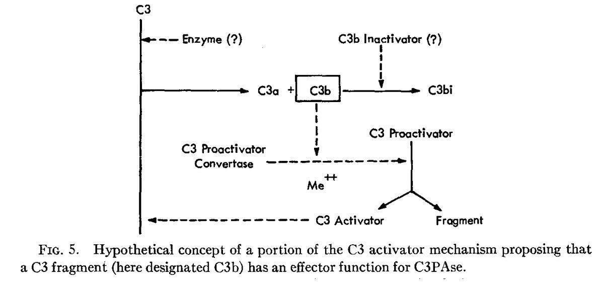 First description of the self-amplifying nature of the #complement alternative pathway.  Muller-Eberhard &amp; Gotze, J. Exp. Med. 1972