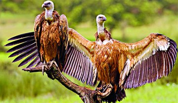 বিলুপ্ত এই উপকারী প্রাণী শকুন