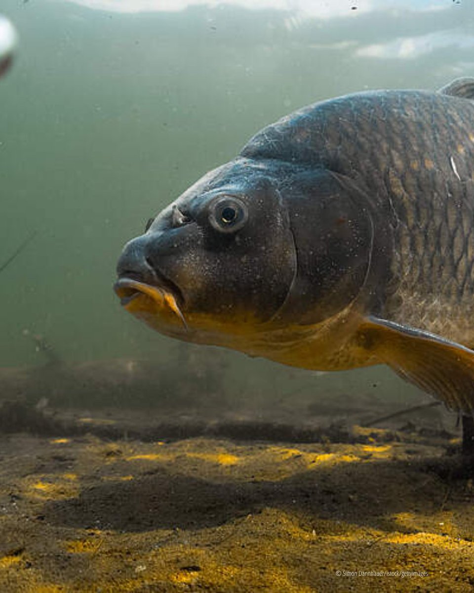 WWF_Deutschland's tweet image. Fischesterben in der #Oder: Hat man aus der Katastrophe gelernt oder ist es nur eine Frage der Zeit bis zum nächsten Mal? Thema der neuen Folge #Überleben-Podcast "Tödliche Algen": wwf.de/aktiv-werden/w…