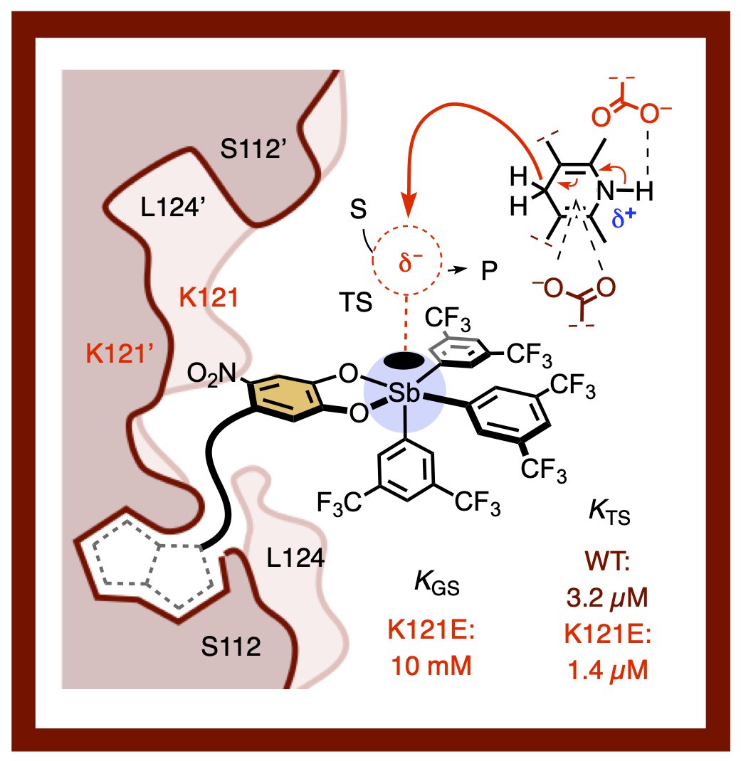 matile_group's tweet image. In our new paper in Angew. Chem. on pnictogen-bonding enzymes, we introduce artificial enzymes that use a non-covalent interaction biological enzymes do not use, the long-awaited counterpart to anion-π enzymes, reported 2016

onlinelibrary.wiley.com/doi/10.1002/an…