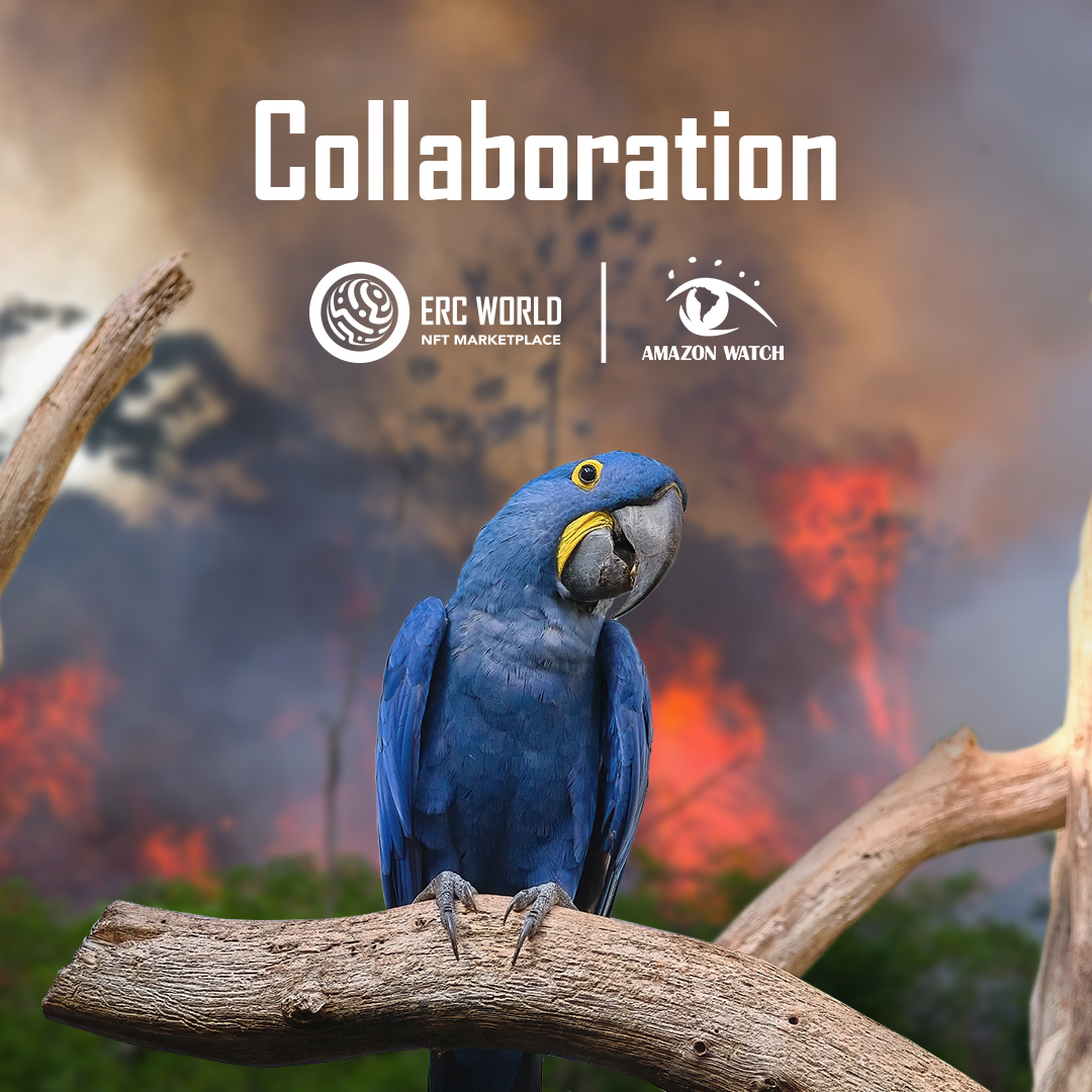 ercworld_'s tweet image. 🌟 Explore our Amazon Emerald Canopy NFT Collection and help the Hyacinth Macaw! 
🦜 Support @amazonwatch and protect the Amazon rainforests.
MINT now: bit.ly/3wnxq4Y 

#NFTCommunity  #nftmarketplace #NFT