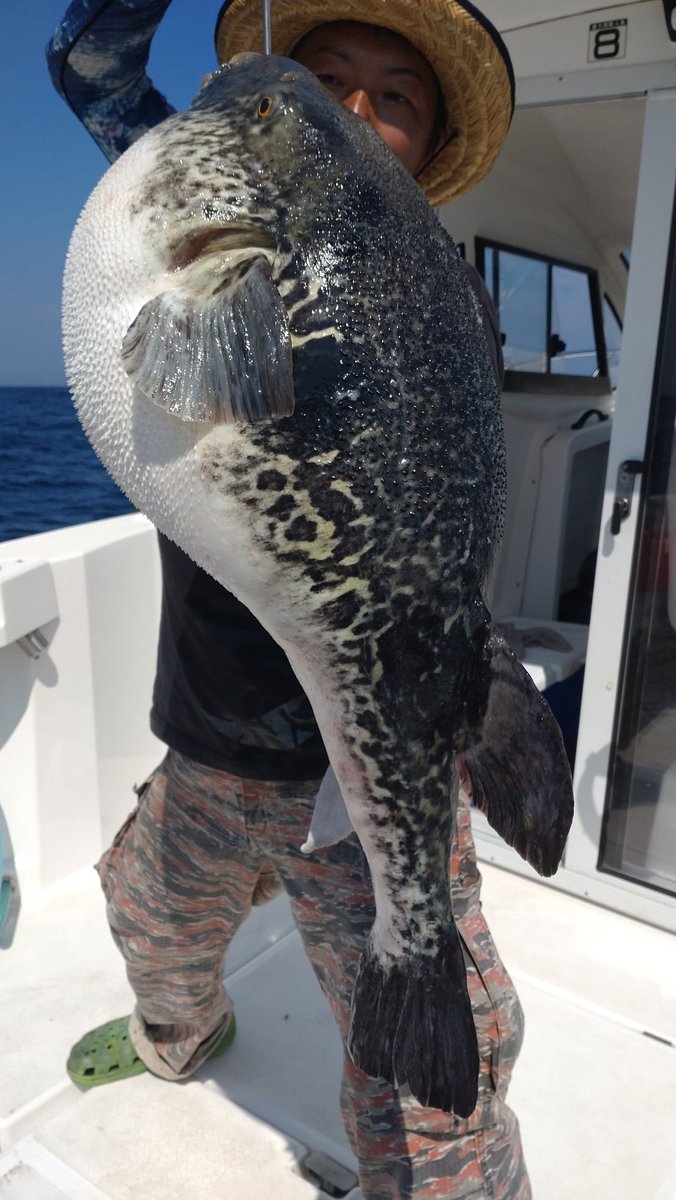 treasure3kotori's tweet photo. トラフグ🐡
驚異の8㌔🤩
過去イチサイズだ!
#トラフグ
#trfg
#ことり丸 https://t.co/qSQvNqmWGI