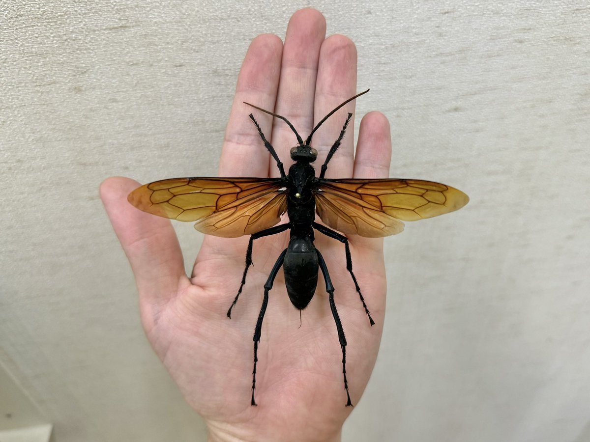 巨大ベッコウバチ 巨大オオベッコウバチ - メルカリ