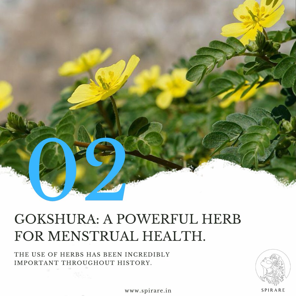 spirareofficial's tweet photo. Gokshura, a key ingredient in Spirare Tea's Moon Time Collection, is renowned for its support of women's menstrual health. It helps alleviate cramps, regulates menstrual cycles, and promotes hormonal balance. 

#Gokshura #NaturalHerbs https://t.co/dPNpClC8TF