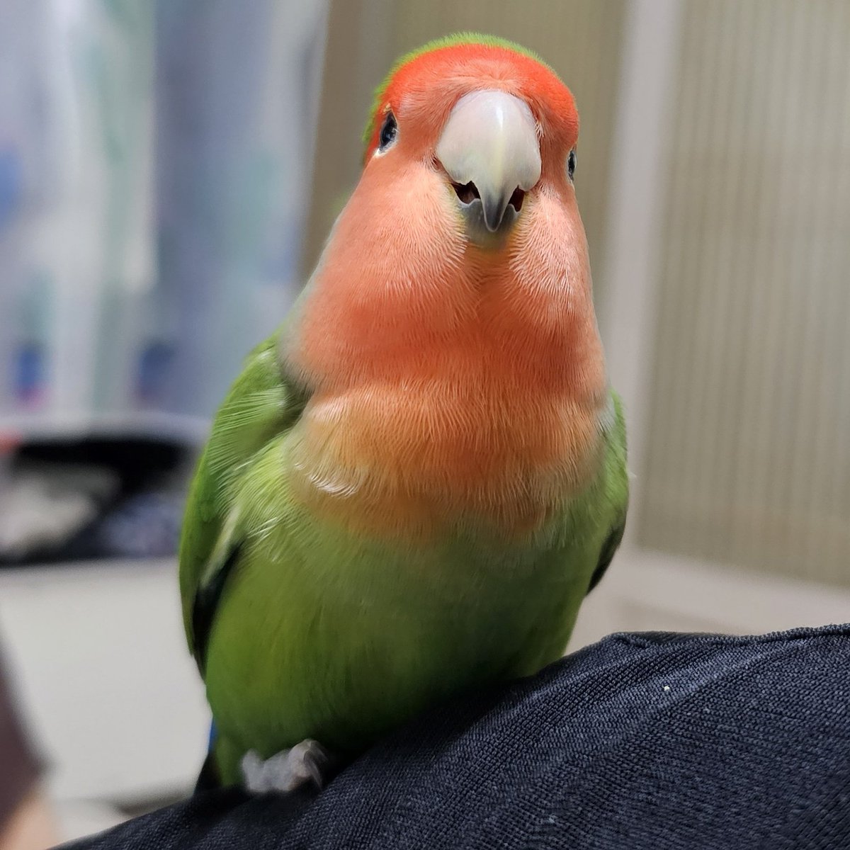 2024.07.05
😘😘😘쫑 여섯살!😘😘😘
언제나와 같은 생일... 이라기엔 다모낭증이 생겨서 가끔 깃 뽑히고, 그덕에 몬땐지지배가 아니라 몬땐놈인게 밝혀졌고 공타기 금지도 풀리고 나름 다사다난했던 1년이었네. 여섯살로 살 한 해는 더 건강해지자🥰