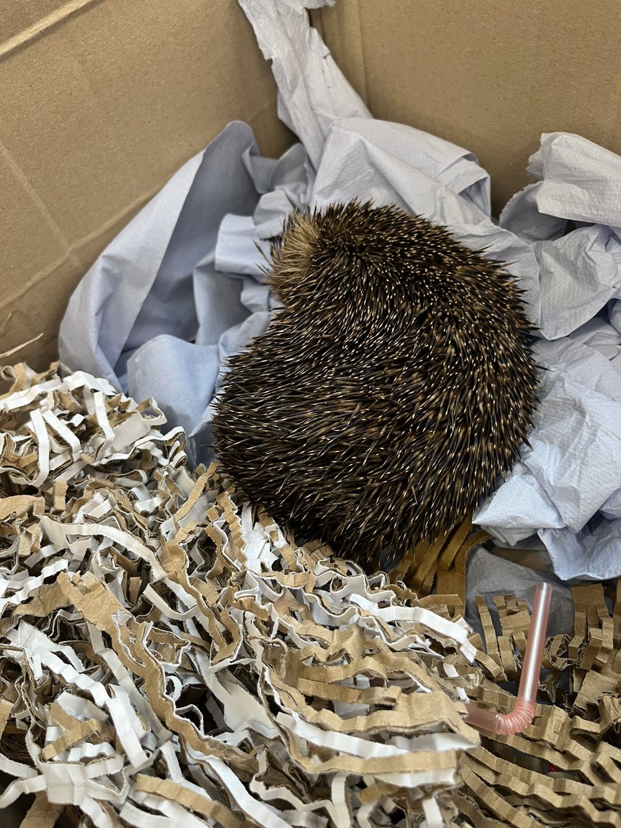 Head boy Theo rescued a hedgehog caught in garden wire today on the school field. Safely delivered to Wolds Hedgehog Rescue!