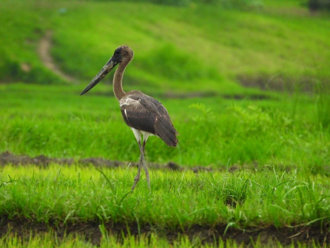 An immature Black-necked Stork near Narayani river, Nawalpur, Chitwan Valley today renews hope for avian conservationists that this critically threatened stork in Nepal may reestablish at Chitwan again. Its time we played our part to protect habitats &amp; birds ( PC Seejan Gyawali).