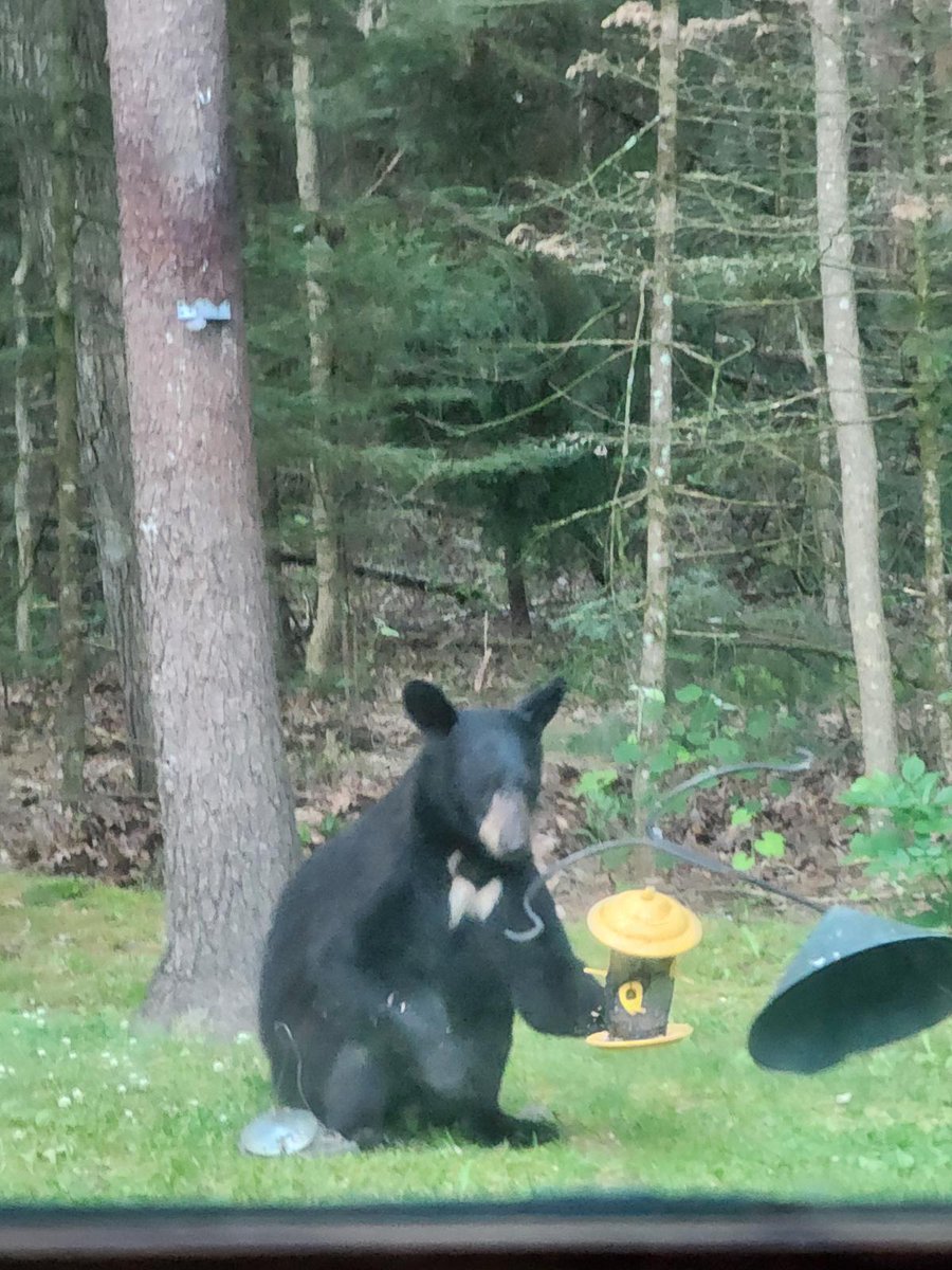 Jerryfishon's tweet photo. #Michigan #Blackbear 
Where can we get a stronger shepherd hook? The squirrel's keep bending ours. https://t.co/pdXKAtX3lk