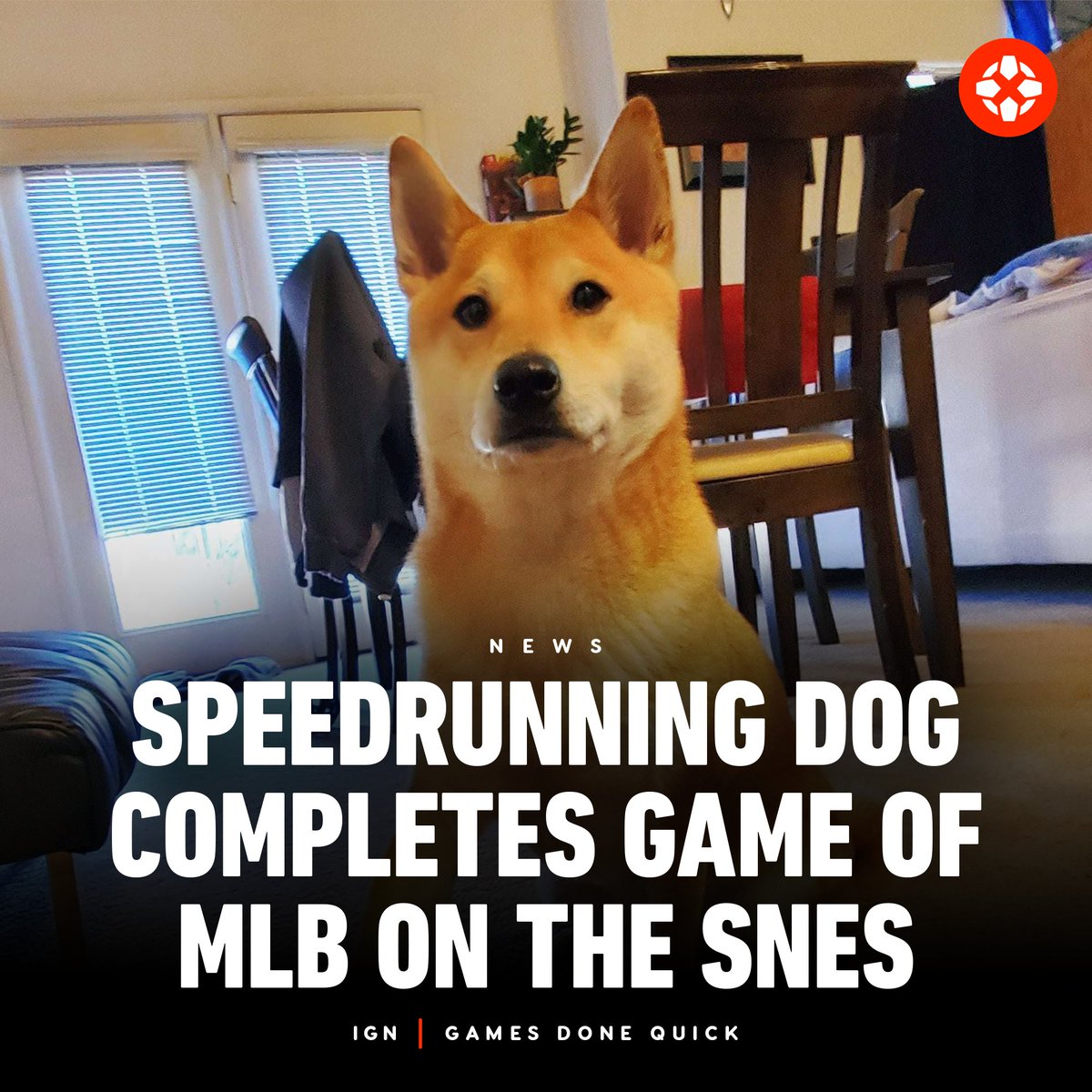 IGN's tweet image. Peanut Butter, the speedrunning Shiba Inu, successfully completed a game of MLB on the Super Nintendo Entertainment System: Ken Griffey Jr. Presents Major League Baseball at this year's Games Done Quick charity streaming event. bit.ly/3VUUAbs