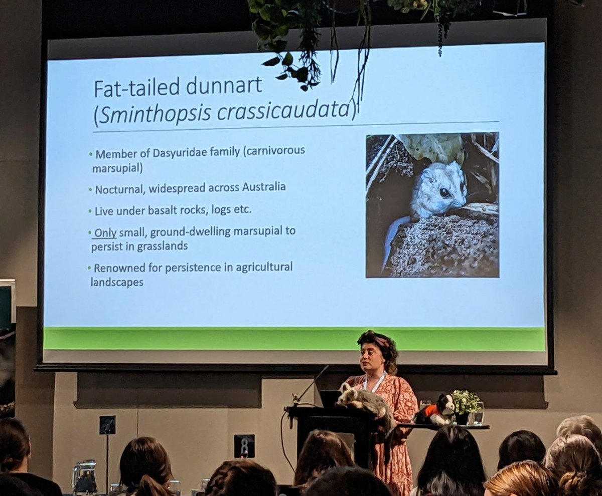 Kerry Fanson (@fansonkerry) on Twitter photo So proud of <a href="/DrDunnart/">Dr Emily Scicluna 🌏</a> and her fight to save a species!! Wonderful talk!!
#AusMammSoc24 #Conservation
<a href="/AusMammals/">The Australian Mammal Society</a> So proud of <a href="/DrDunnart/">Dr Emily Scicluna 🌏</a> and her fight to save a species!! Wonderful talk!!
#AusMammSoc24 #Conservation
<a href="/AusMammals/">The Australian Mammal Society</a>