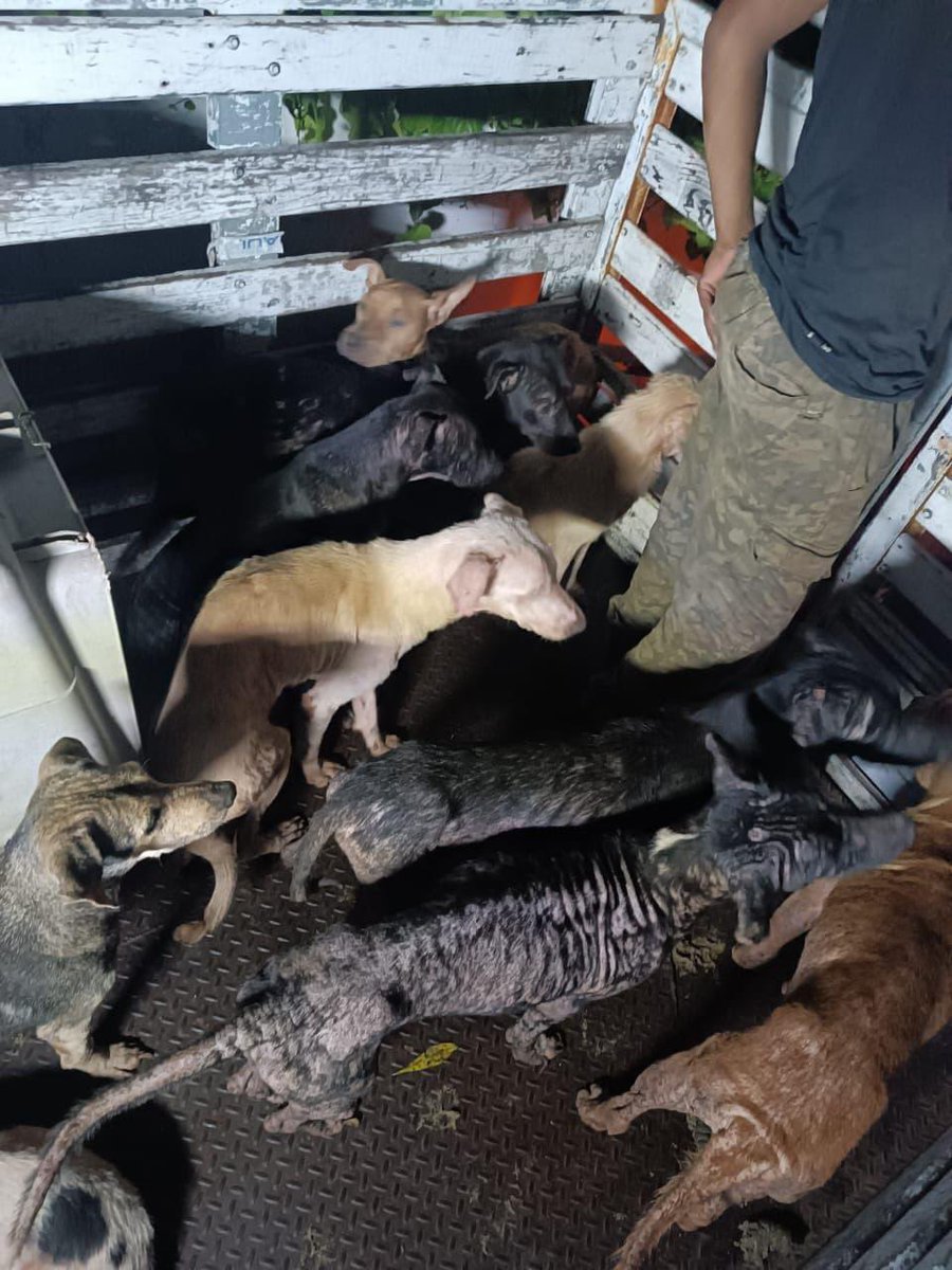 Cerebros tweet media