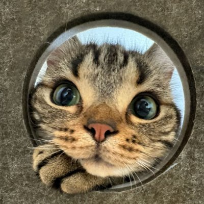 <a href="/xyzvitaly/">CTO</a> $HOLLY is too cute!
Buy here: dexscreener.com/solana/5gdvysy…