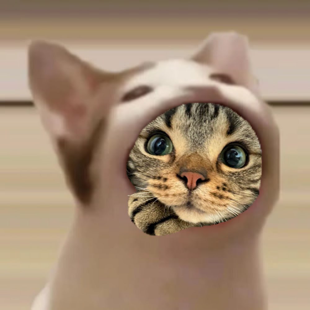 <a href="/brandonsalim/">Brandon Salim</a> $holly watching from popcat mouth waiting brandon salim to ape in just he did to $billy cuz its a same cto👀🔥