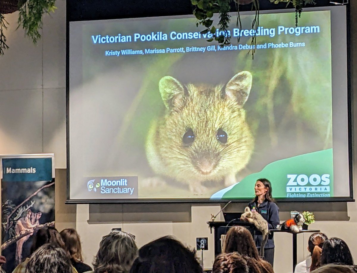Kerry Fanson (@fansonkerry) on Twitter photo Rock on <a href="/brittneypgill/">Brittney Gill</a>!! Delivered a great talk at a moments notice! Great to learn more about another one of <a href="/ZoosVictoria/">Zoos Victoria</a>'s fantastic conservation efforts 😊
#AusMammSoc24 #Conservation
<a href="/AusMammals/">The Australian Mammal Society</a> <a href="/ZoosVictoria/">Zoos Victoria</a> Rock on <a href="/brittneypgill/">Brittney Gill</a>!! Delivered a great talk at a moments notice! Great to learn more about another one of <a href="/ZoosVictoria/">Zoos Victoria</a>'s fantastic conservation efforts 😊
#AusMammSoc24 #Conservation
<a href="/AusMammals/">The Australian Mammal Society</a> <a href="/ZoosVictoria/">Zoos Victoria</a>