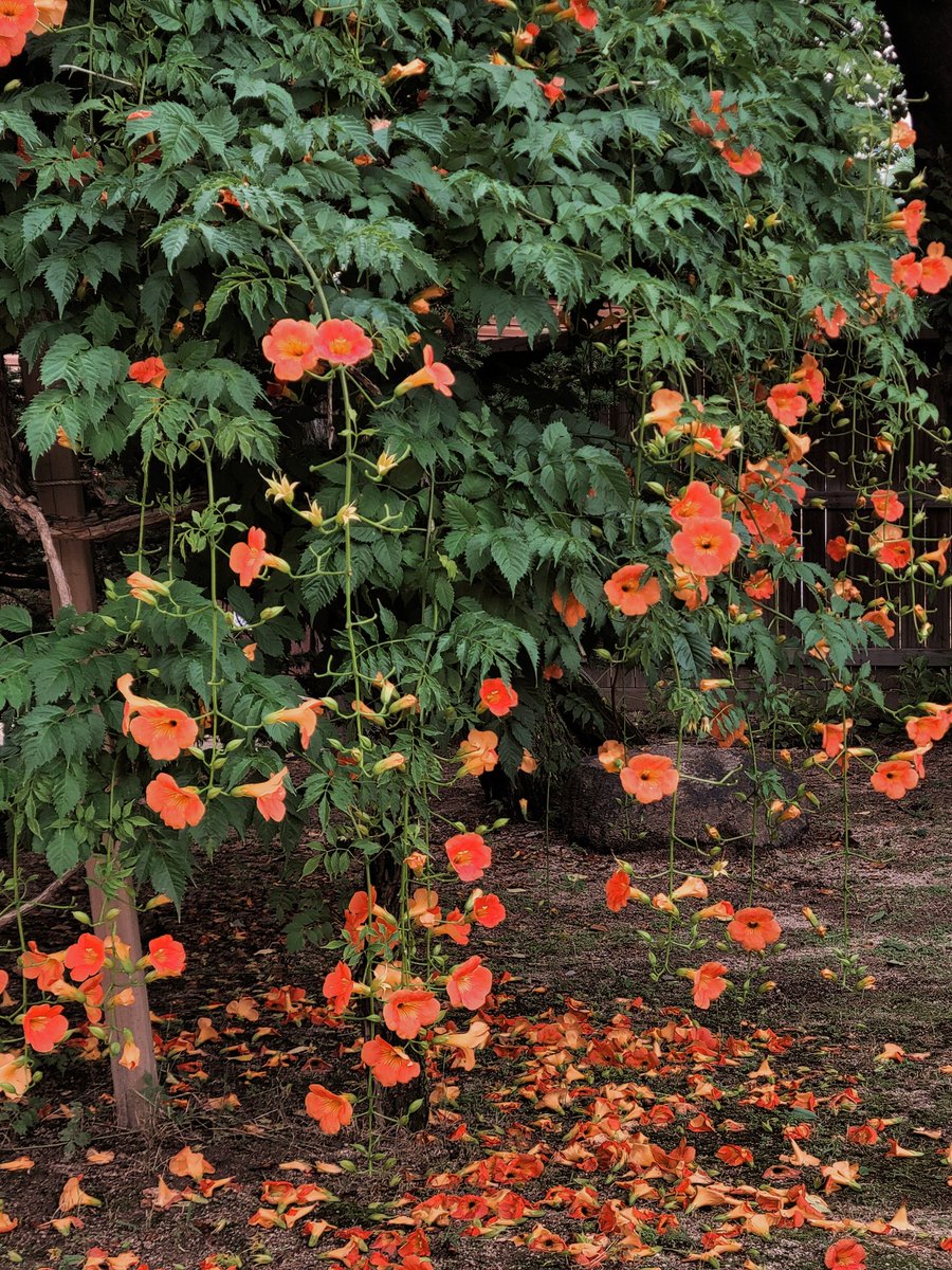 궁에서 피는 꽃을 발견하면 행복해져 이맘때 피는 꽃은 능소화