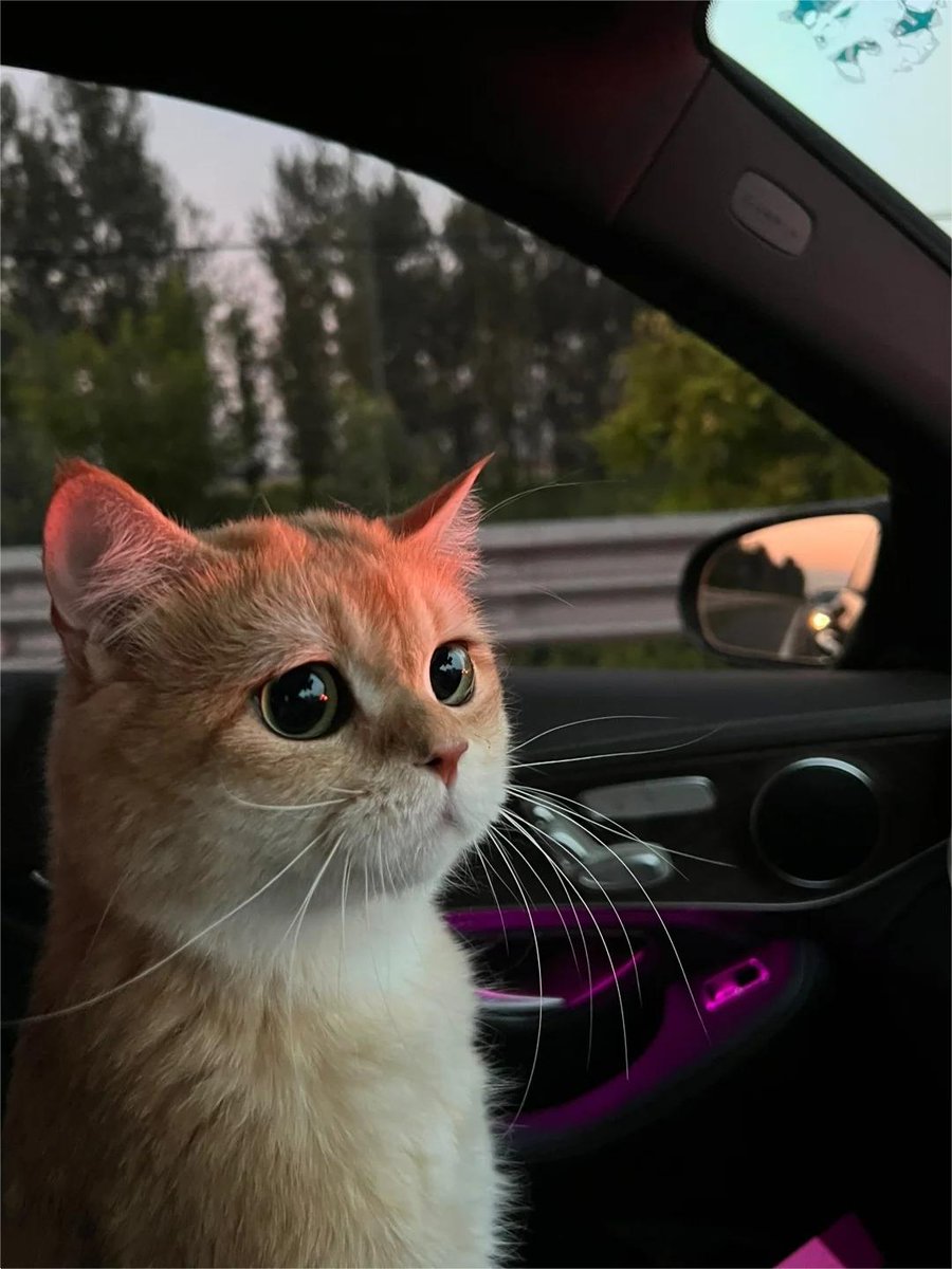 今日家に帰ったら、母がクインが落ち込んでいると教えてくれました。
最もありがたいことに✨クインは私と一緒にドライブに行きました🍀
怖かったけど、私と出発しました
たくさんの車や人を見て緊張しましたが😆勇気を持って、ゆっくりと歩行者や車を見ていました♪
お互い癒されました🥰