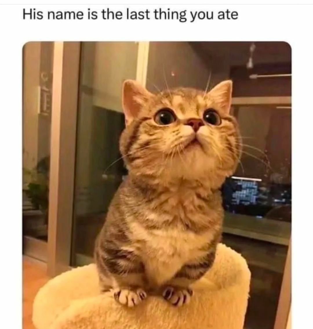 cats with powerful impression 🐾 tweet media