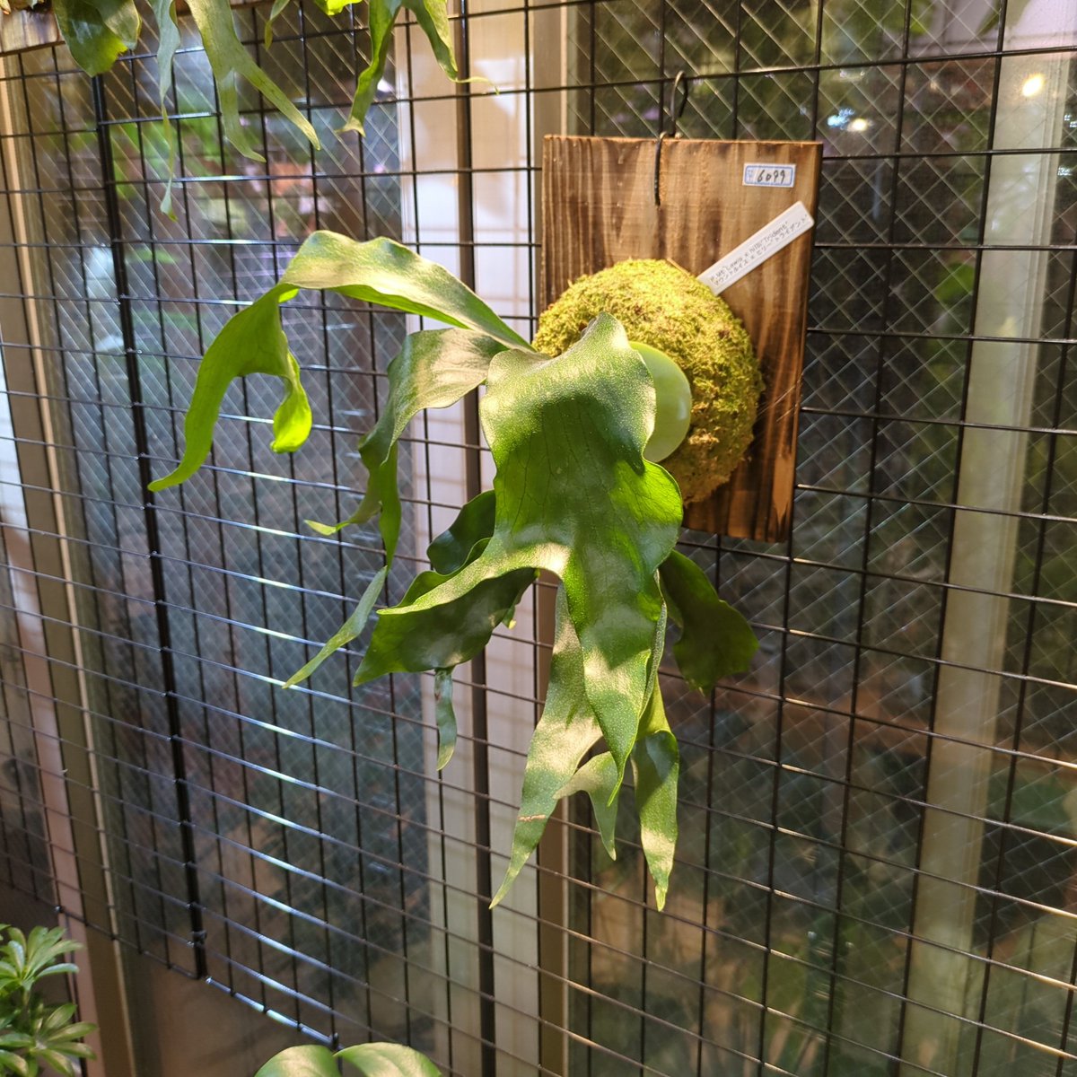 マウントルイス×ヒリーのトライデントです。貯水が広がってきました