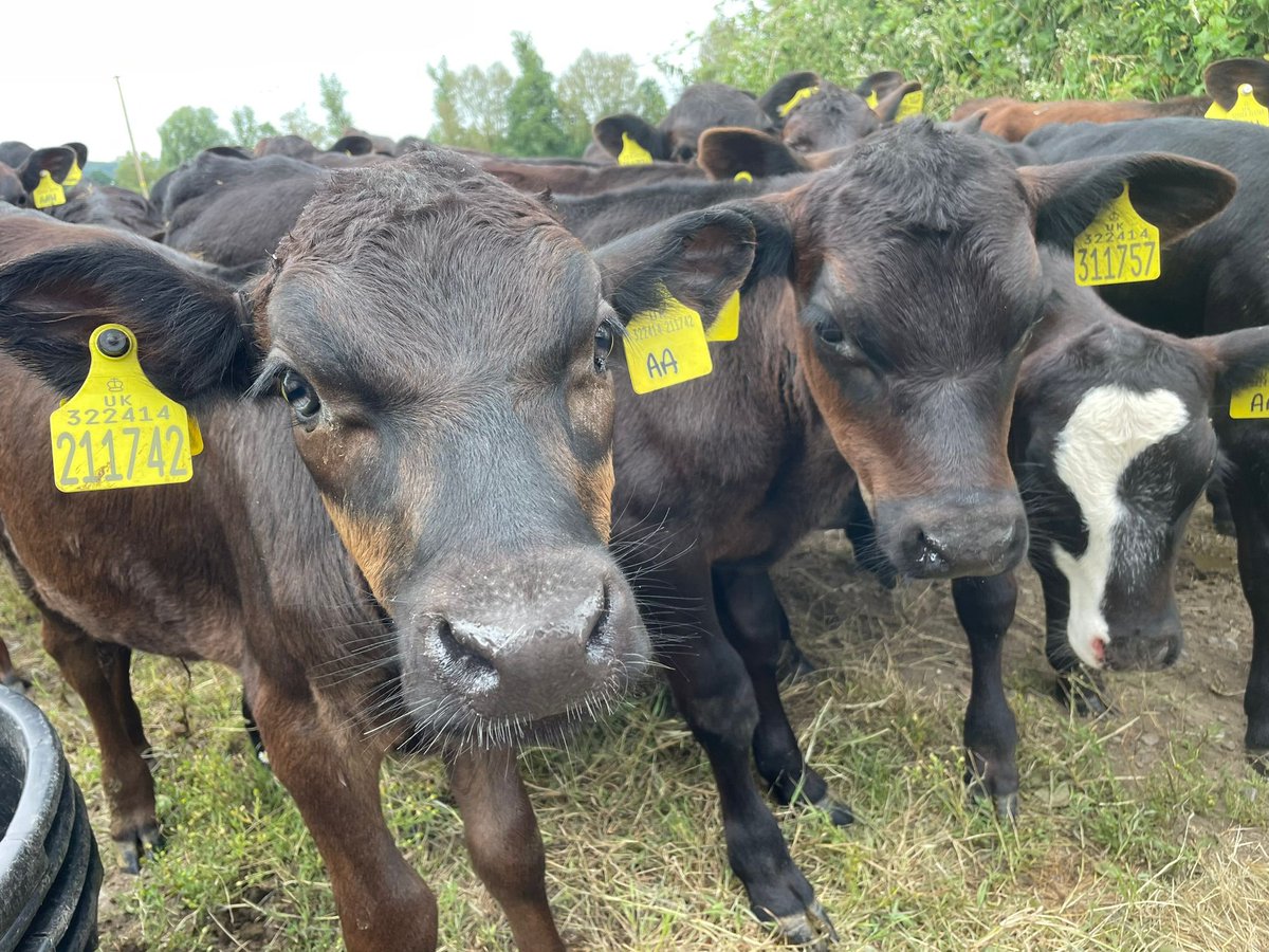 It's been so lovely seeing some of the recent calves out in the field this week at Lower Stock Farm - they're growing fast 🐮.