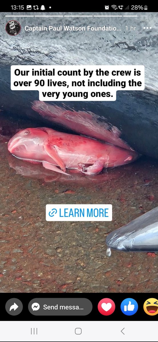 FawnFallowheart's tweet photo. #FaroeIslands This little #Pilotwhale never stood a chance of life when her pod were discovered by the  #Faroese swimming happily in the Ocean. She'll never feel the sea on her skin or get to know her mum. They slaughtered her entire family for food they don't need. 
📸 CPWF https://t.co/FSxFt1KejM