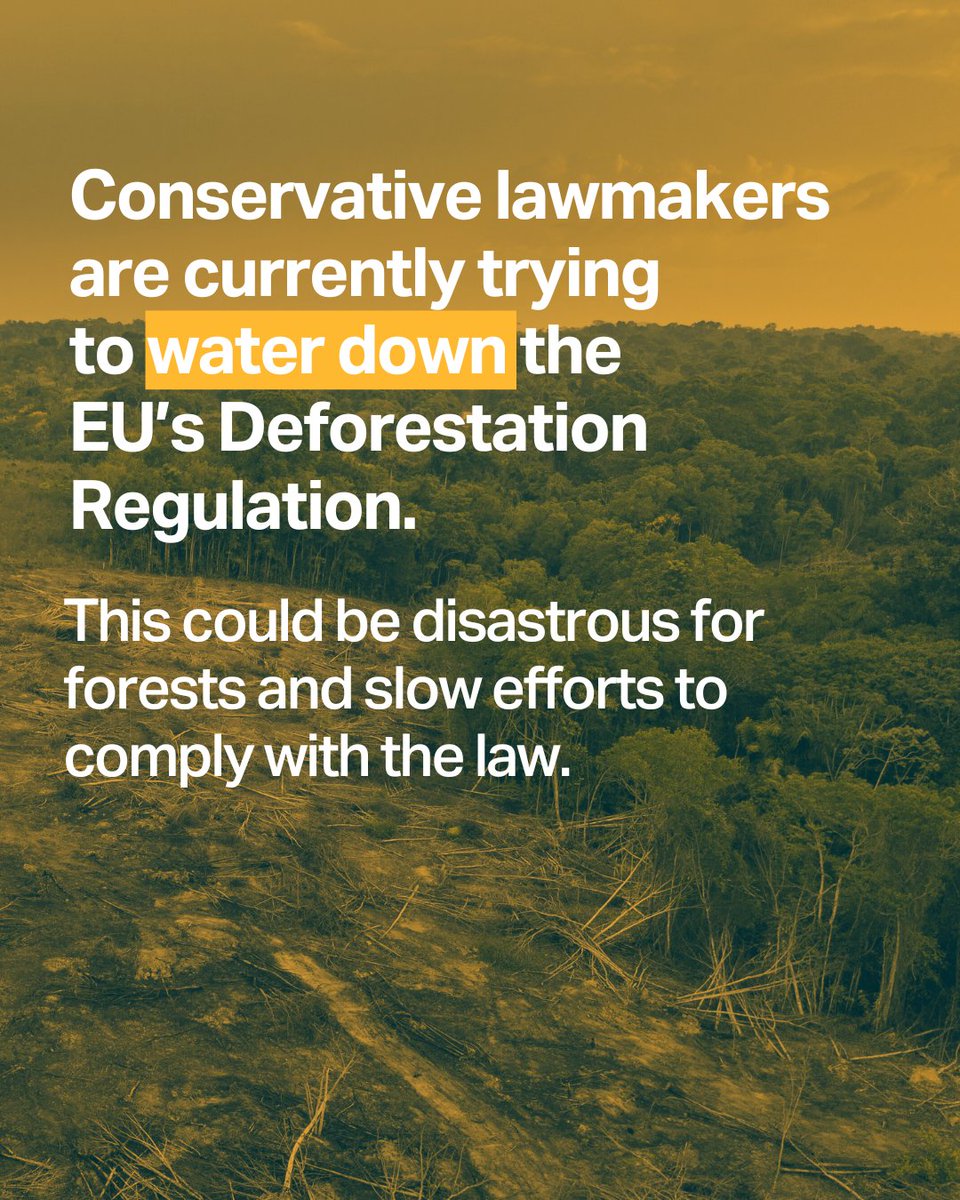 ClientEarth Europe (@clienteartheur) on Twitter photo ⚠️Forests are in danger, and so is the EU law that protects them.
In 2023, <a href="/Europarl_EN/">European Parliament</a> and EU countries endorsed the EU Deforestation Regulation (EUDR).
Now, some conservative leaders want to delay the deforestation law and water it down.
Why we need this law:🧵 ⚠️Forests are in danger, and so is the EU law that protects them.
In 2023, <a href="/Europarl_EN/">European Parliament</a> and EU countries endorsed the EU Deforestation Regulation (EUDR).
Now, some conservative leaders want to delay the deforestation law and water it down.
Why we need this law:🧵