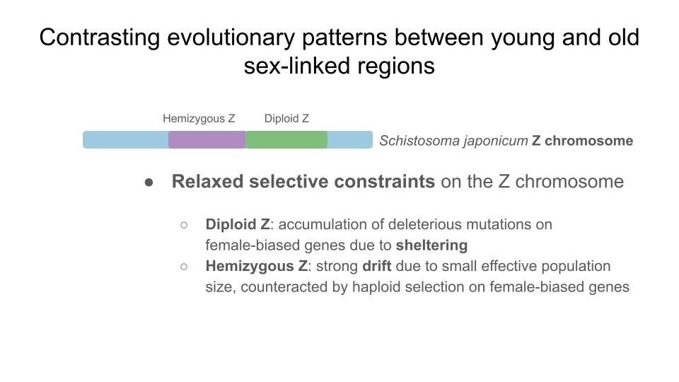 The final chapter of my PhD is on bioRxiv: we show evidence of Slower-Z effect in Schistosoma japonicum. Selective constraints for female-biased genes on diploid Z are relaxed due to sheltering by the W gametolog.
