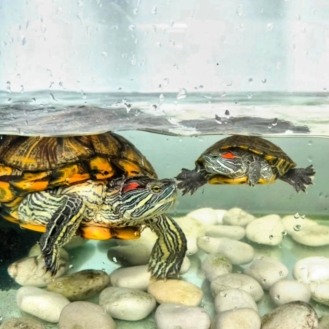 turtlebackzoo_'s tweet image. 🐢🐢
j&amp;amp;o ; just in case you miss us..mommy!! 

#turtleart #loveturtles #turtlebackzoo #turtleclub
#turtlepond #hawaii #wales #northdakota  #england
#delaware #scotland #mississippi  #northernireland
#minnesota #happyfriyay #adam22 #cuteturtles #labour #tories