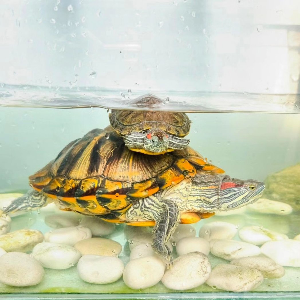 turtlebackzoo_'s tweet image. 🐢🐢
j&amp;amp;o ; just in case you miss us..mommy!! 

#turtleart #loveturtles #turtlebackzoo #turtleclub
#turtlepond #hawaii #wales #northdakota  #england
#delaware #scotland #mississippi  #northernireland
#minnesota #happyfriyay #adam22 #cuteturtles #labour #tories