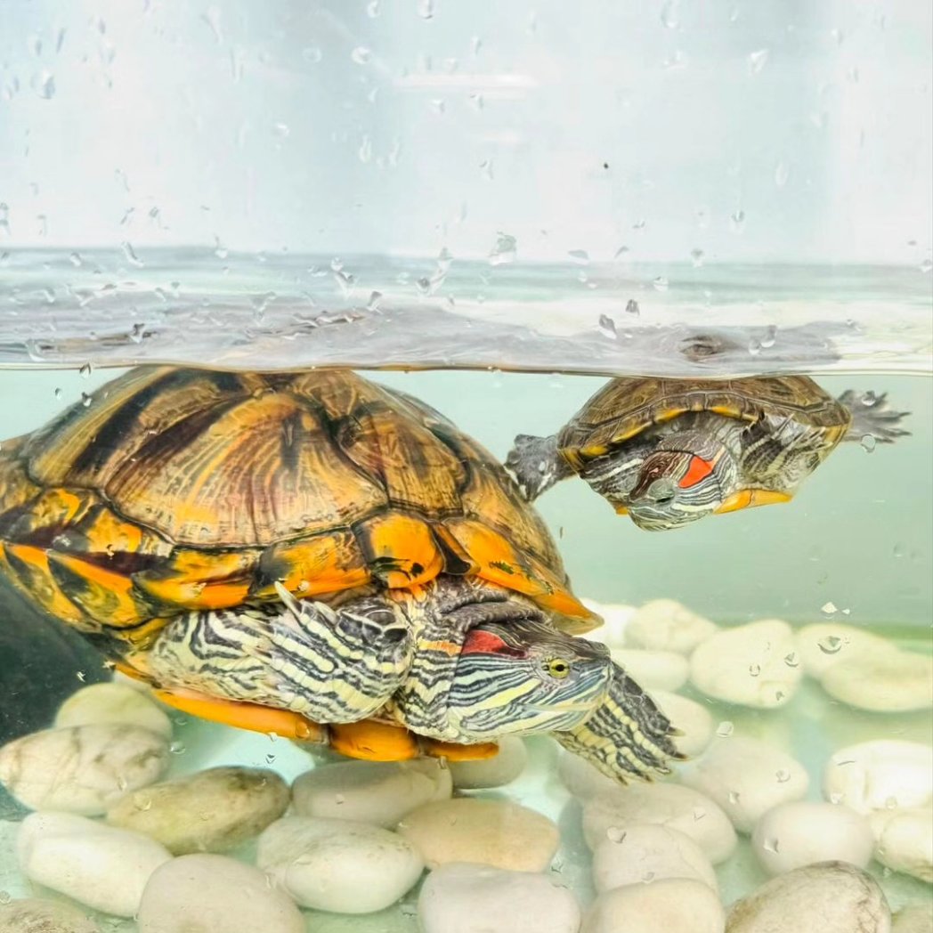 turtlebackzoo_'s tweet image. 🐢🐢
j&amp;amp;o ; just in case you miss us..mommy!! 

#turtleart #loveturtles #turtlebackzoo #turtleclub
#turtlepond #hawaii #wales #northdakota  #england
#delaware #scotland #mississippi  #northernireland
#minnesota #happyfriyay #adam22 #cuteturtles #labour #tories