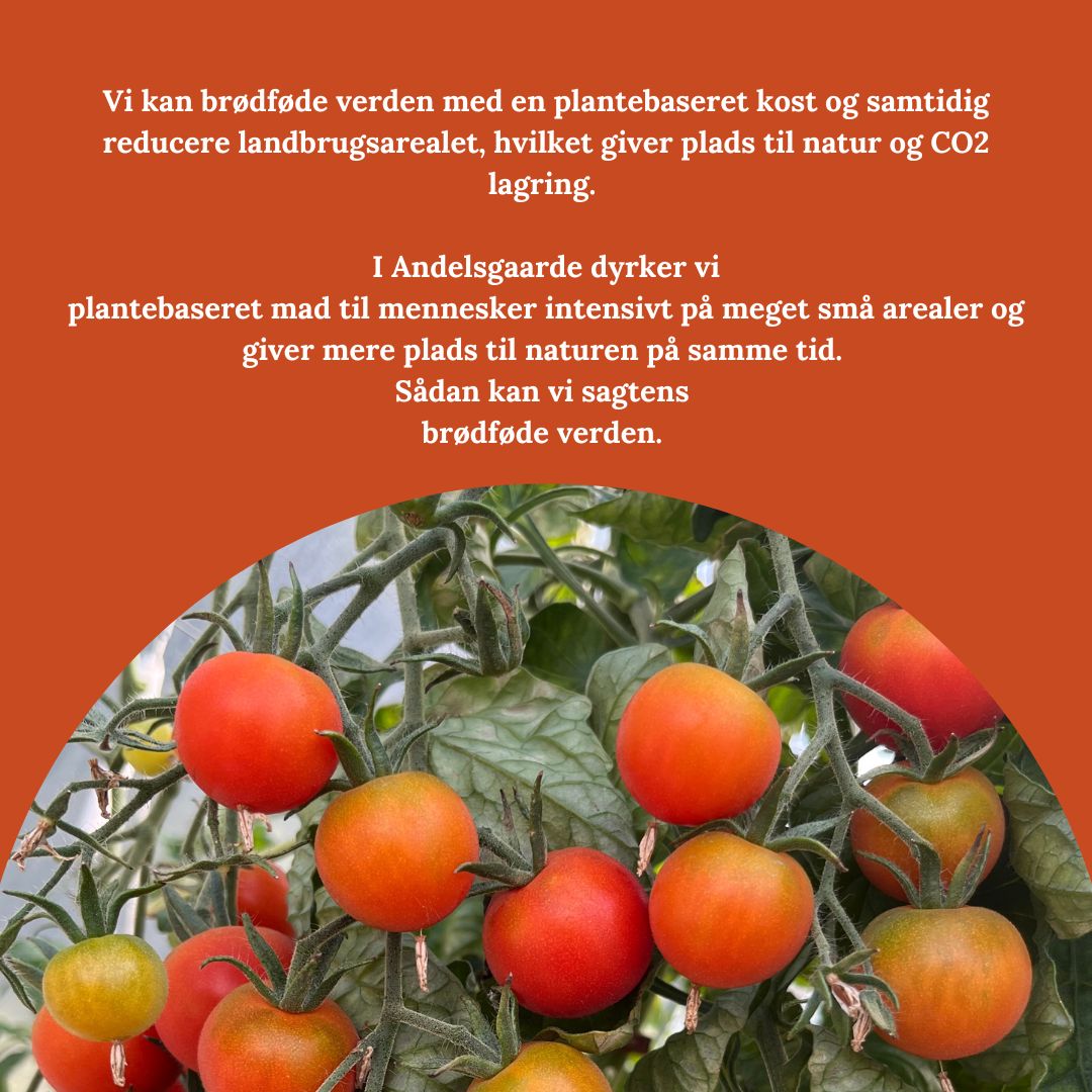Vi kan brødføde verden med en plantebaseret kost og samtidig reducere landbrugsarealet, hvilket giver plads til natur og CO2 lagring. 

Vi dyrker plantebaseret mad til mennesker intensivt på meget små arealer og giver mere plads til naturen på samme tid. 

andelsgaarde.dk