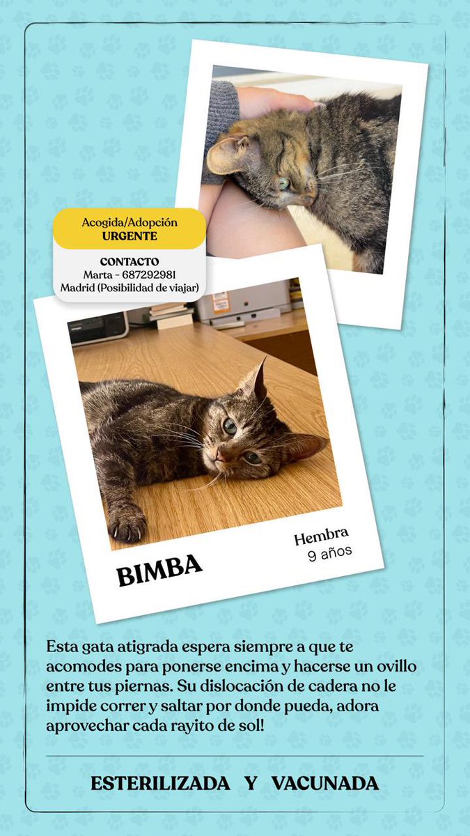 martserna_'s tweet photo. Tras perder a su dueña de forma repentina estas gatitas buscan un nuevo hogar.  Como son domésticas no se adaptarían a una colonia y menos a vivir en una jaula! 😔 
Son sociables y están acostumbradas a convivir con otros gatos!
Ayúdanos a buscarles una familia! https://t.co/ZMtAhtJqrO